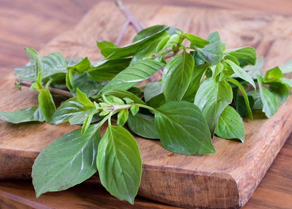 Fresh Basil